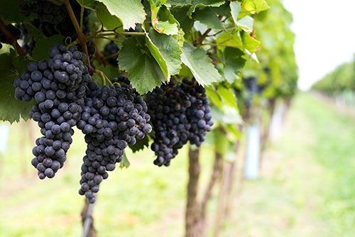 Weingut am Neusiedlersee